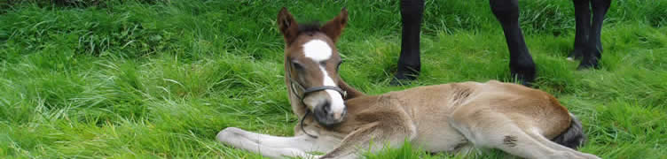 Kinsale Stud