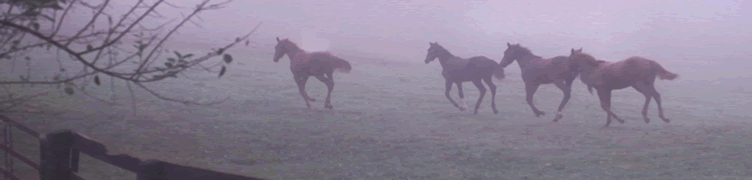 Kinsale Stud