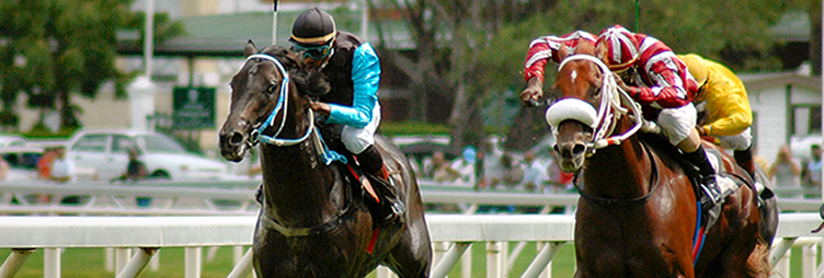 Kinsale Stud