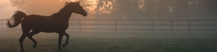 Kinsale Stud