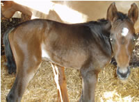 Concas filly